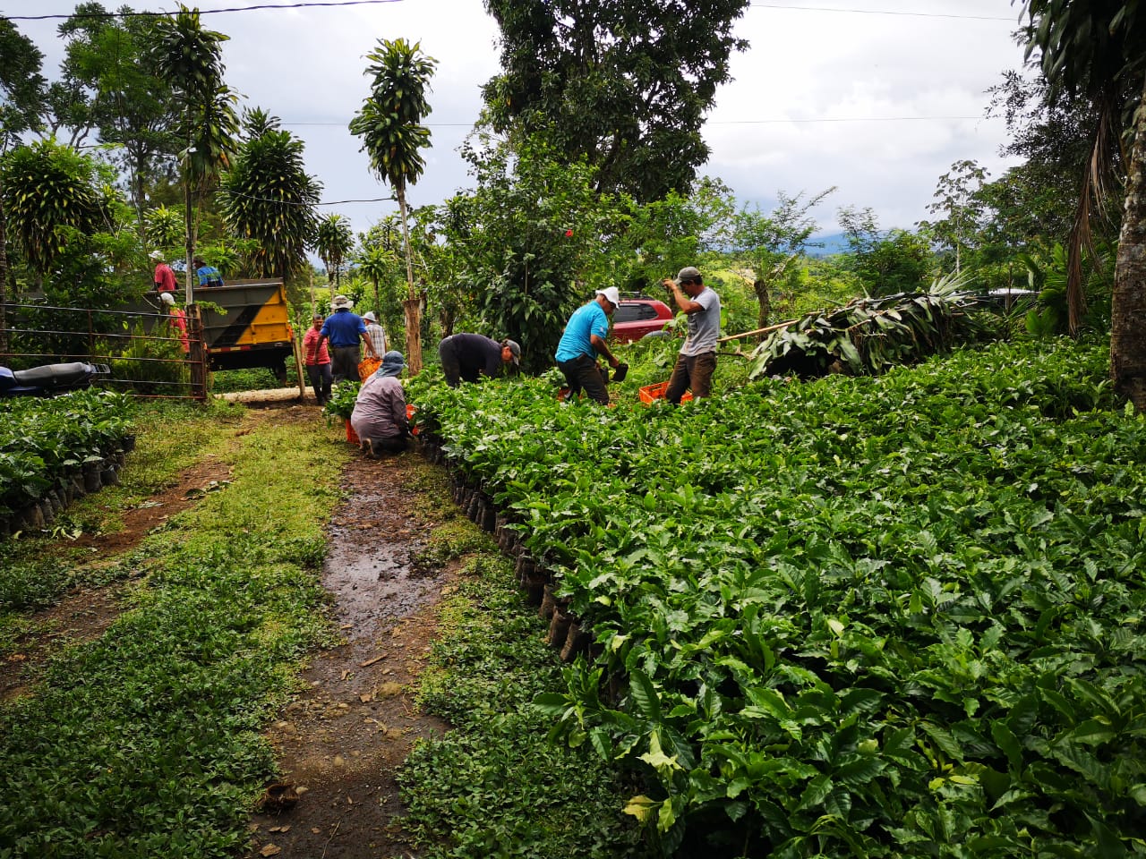 Productores de Coto Brus reciben plantas de café para mejorar su producción