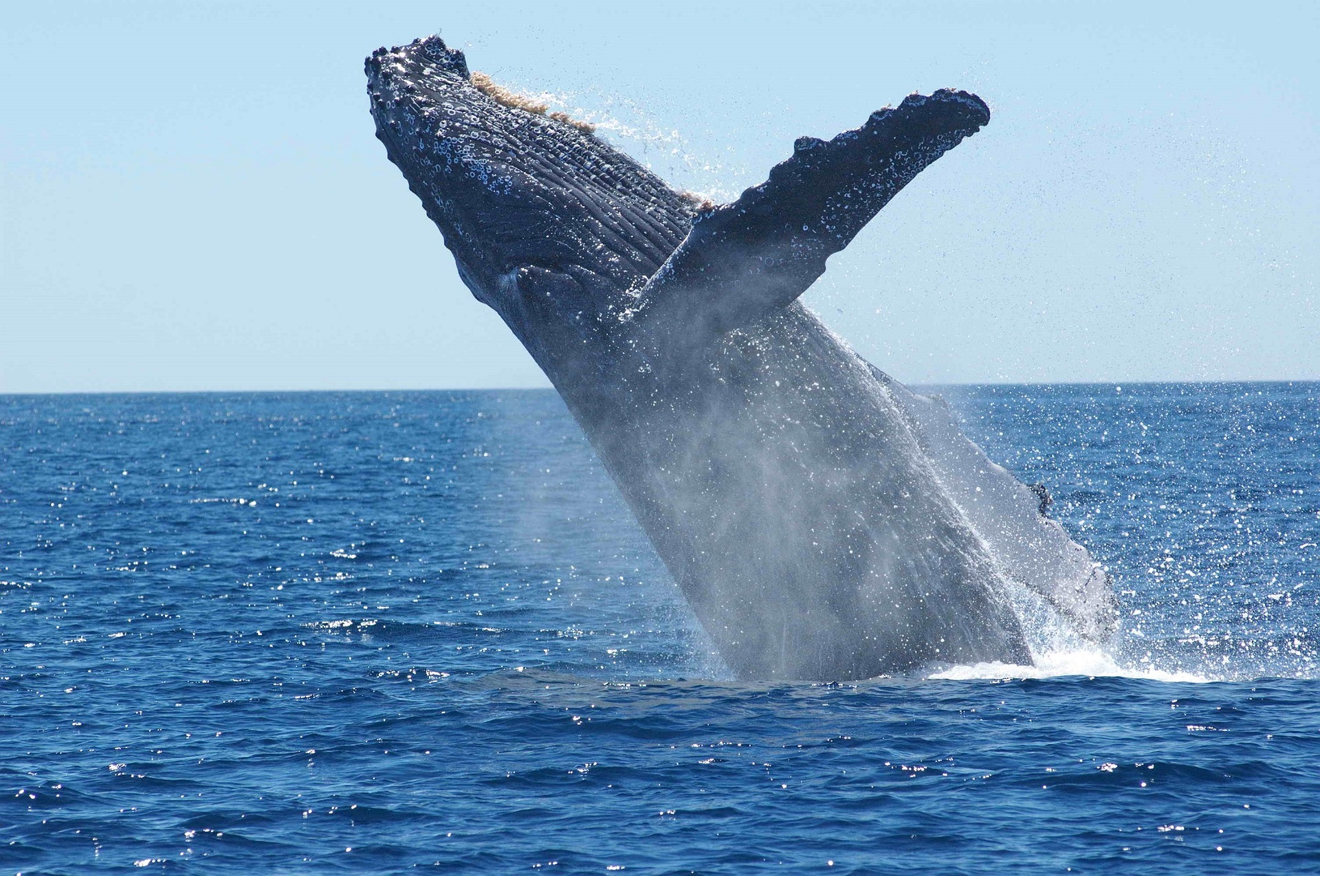 INCOPESCA acuerda moratoria a cobro por avistamiento a cetáceos