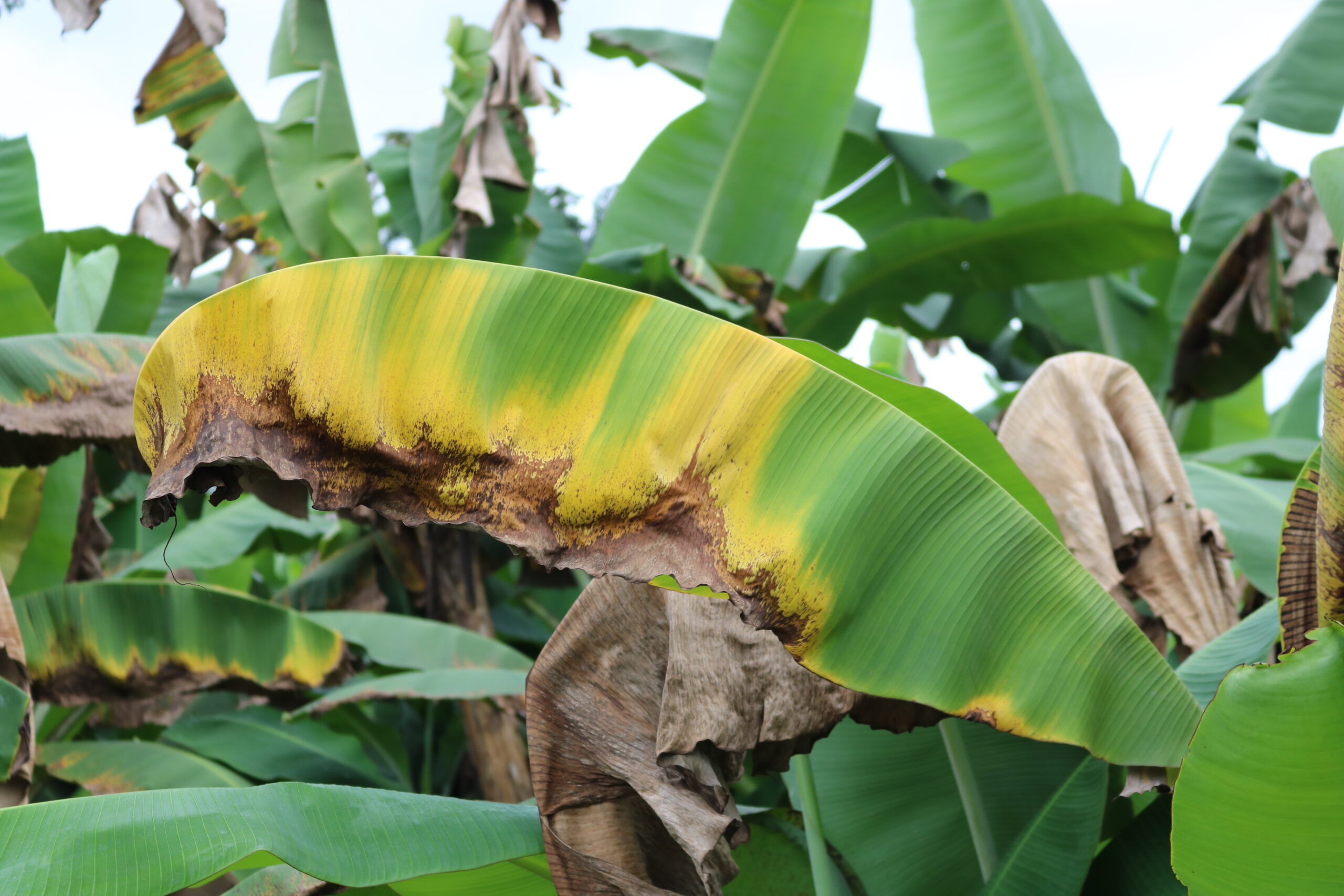 Presentan propuesta de trabajo para fortalecer prevención de ingreso de hongo que afecta al banano